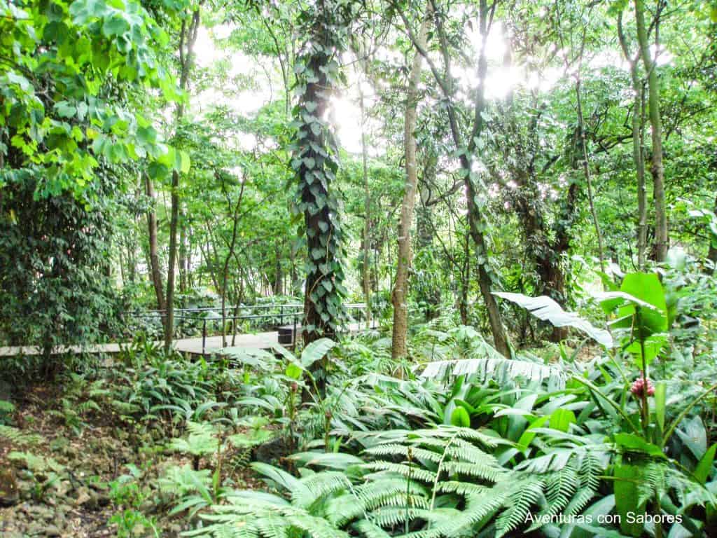 Atractivos de Medellín 11 botanico min